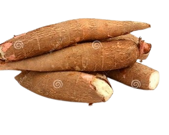 Manioc