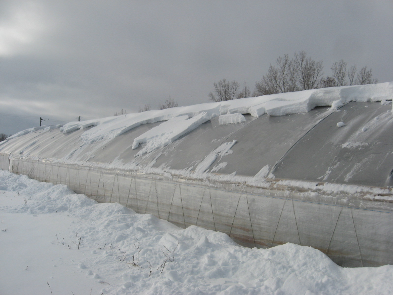 Gothic Arched High Tunnel