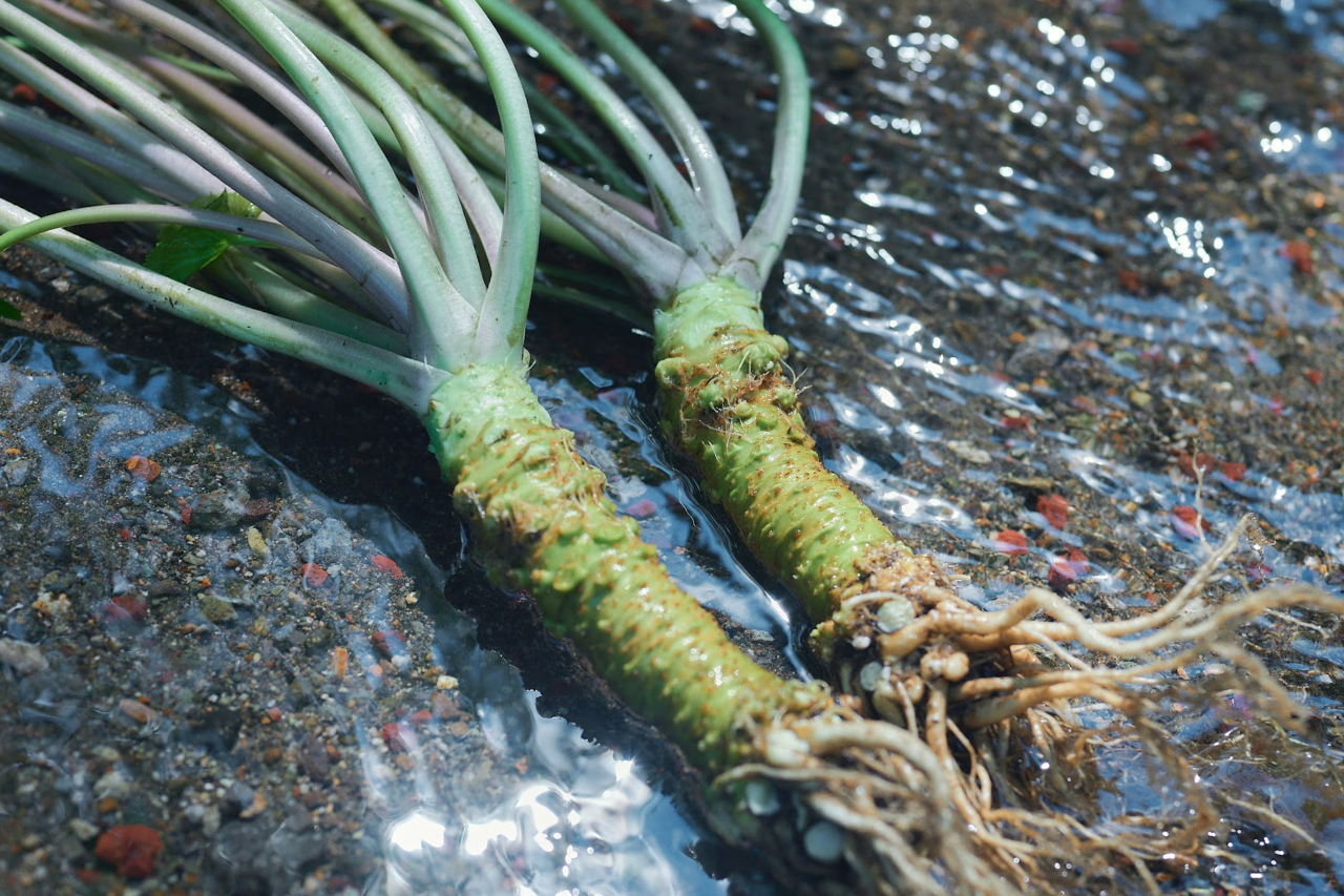 伊豆の清流が育む、極上のわさびへの想い