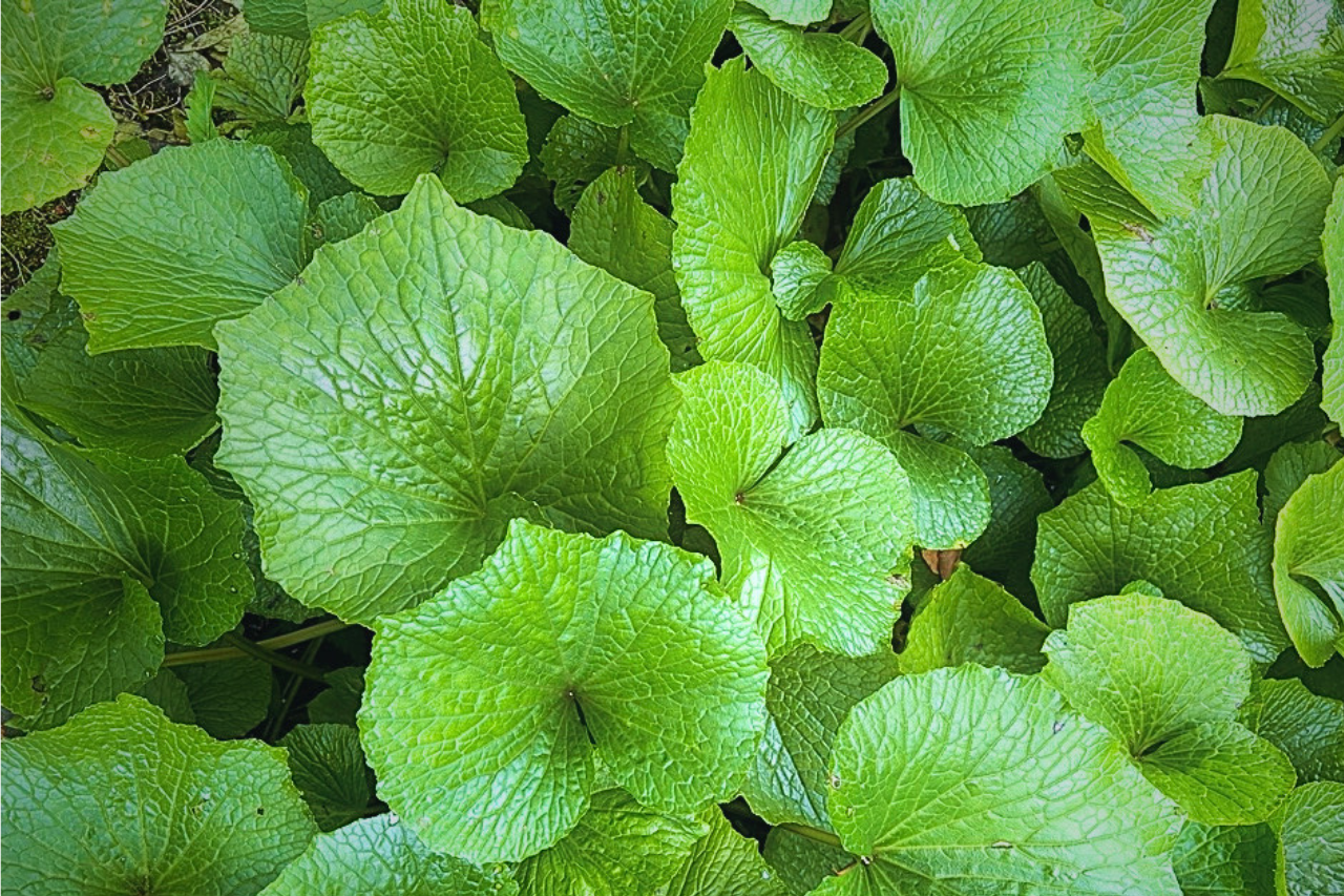 現代技術によるわさびの葉の活用