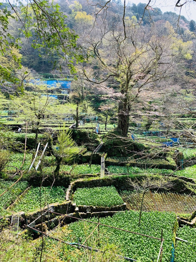 いずのわさび農園
