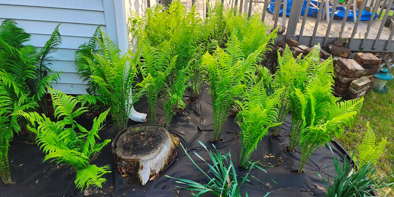 Tree & Yard Trimming - Image 5