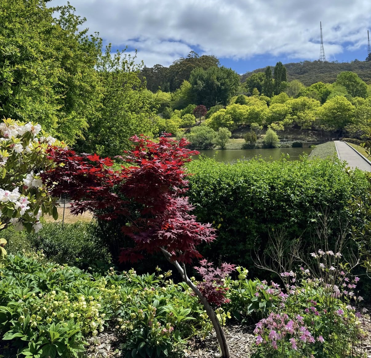 Mt Lofty Botanic Garden