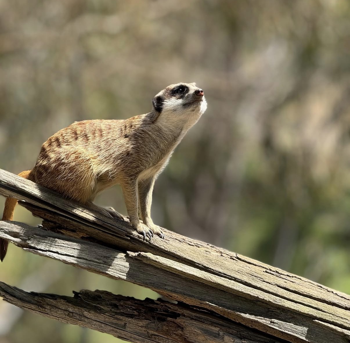 Gorge Wildlife park's Meerkats