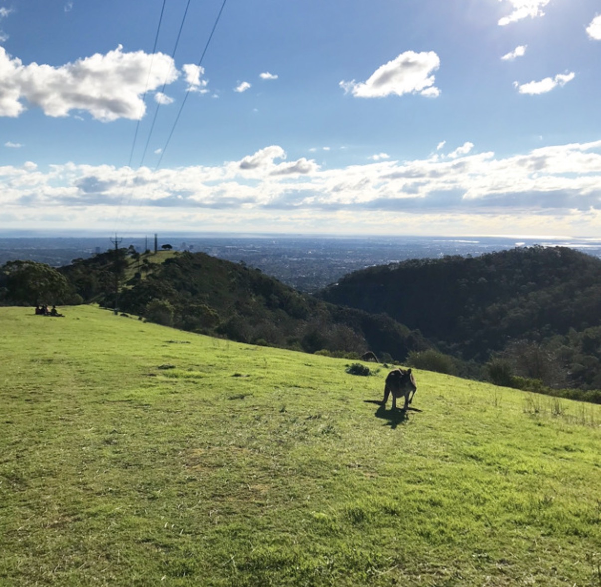 Long Ridge lookout ft Skippy