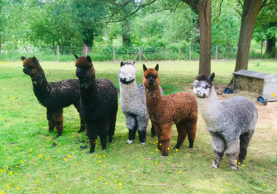 Big Sky Alpacas