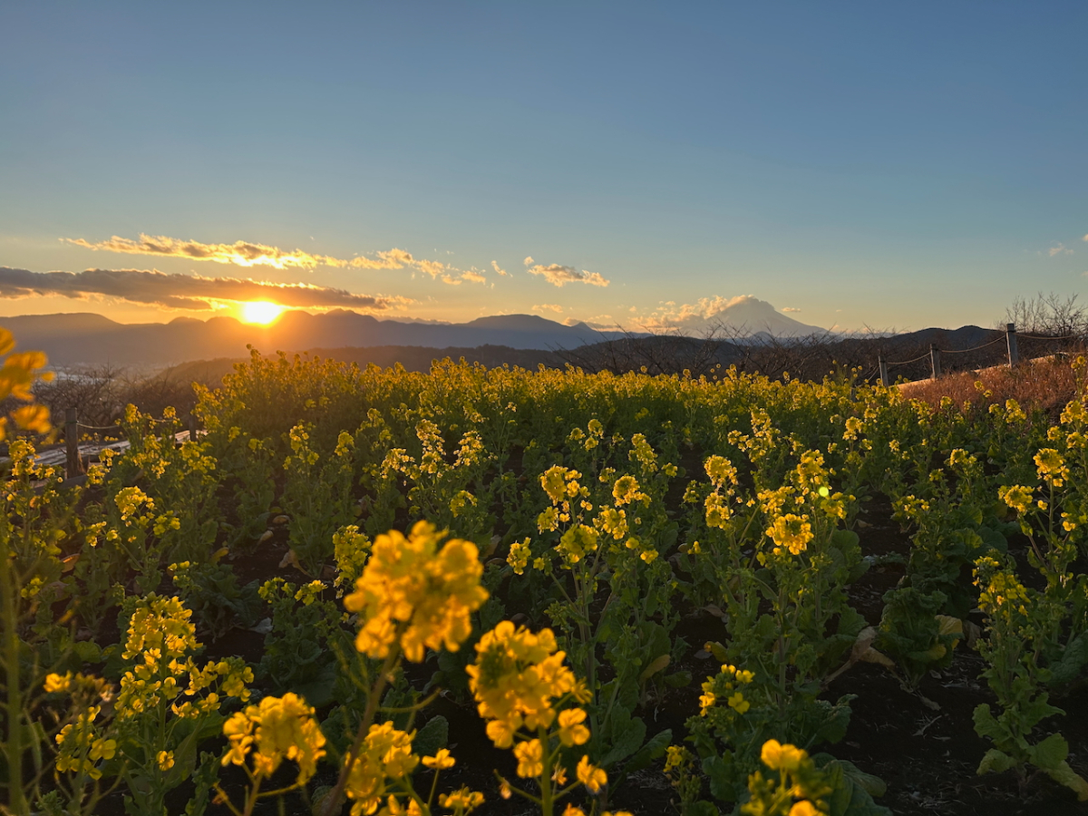 ADDress二宮A邸 周辺の菜の花と富士山の夕景