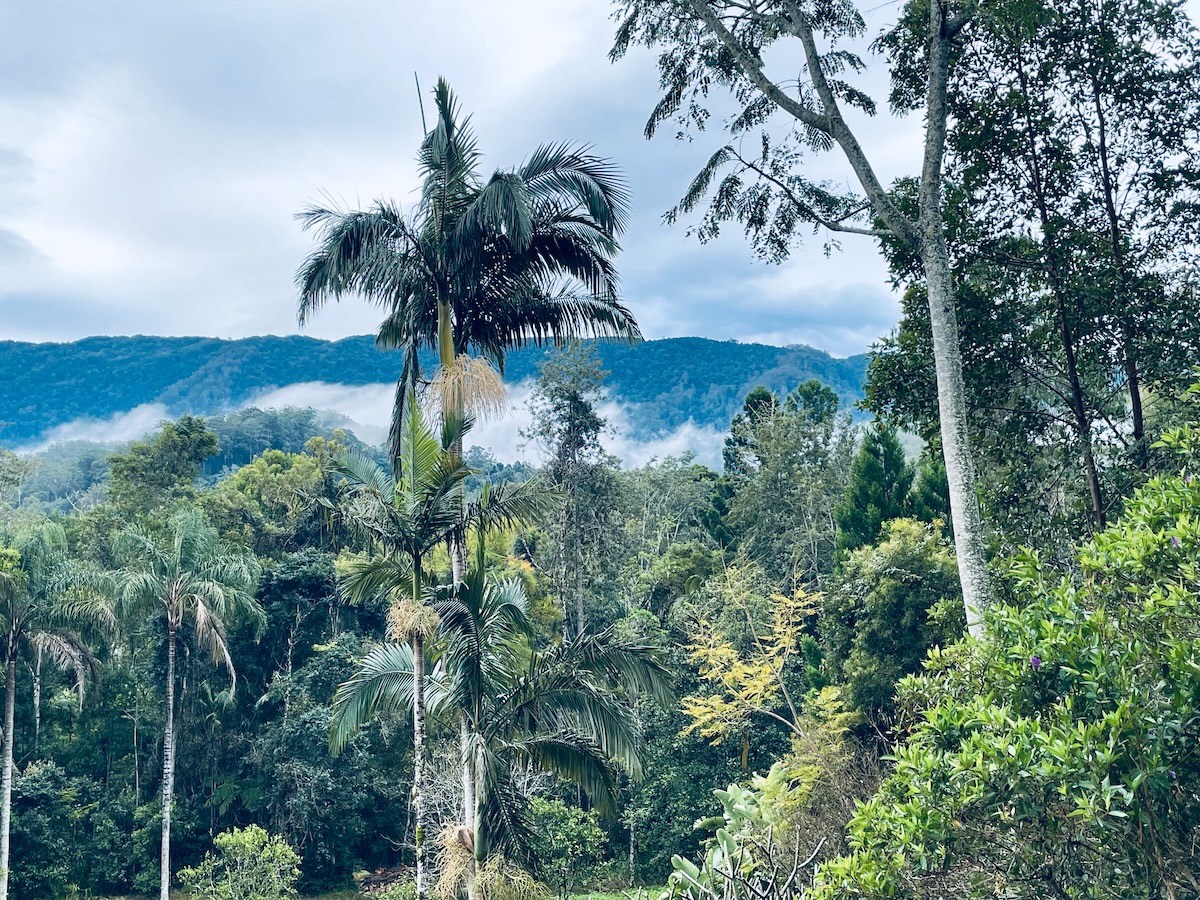 The die happy forest