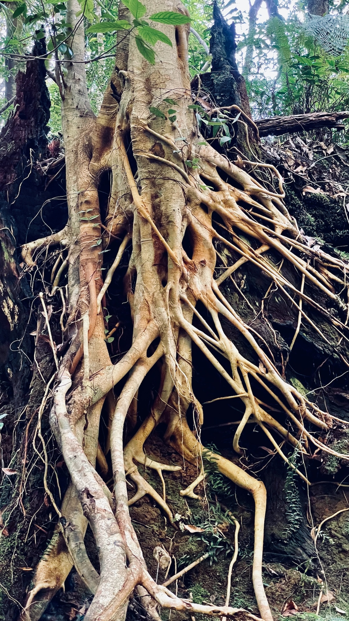 Strong roots at Patanga