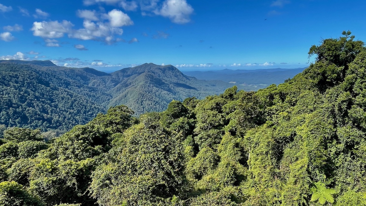 Gondwana rainforest near Bellingen