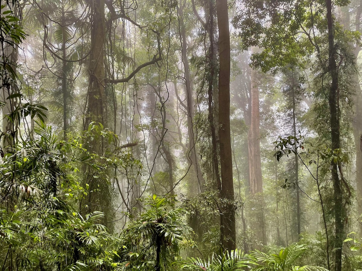 Aerial view of Bellinger River in Thora Valley