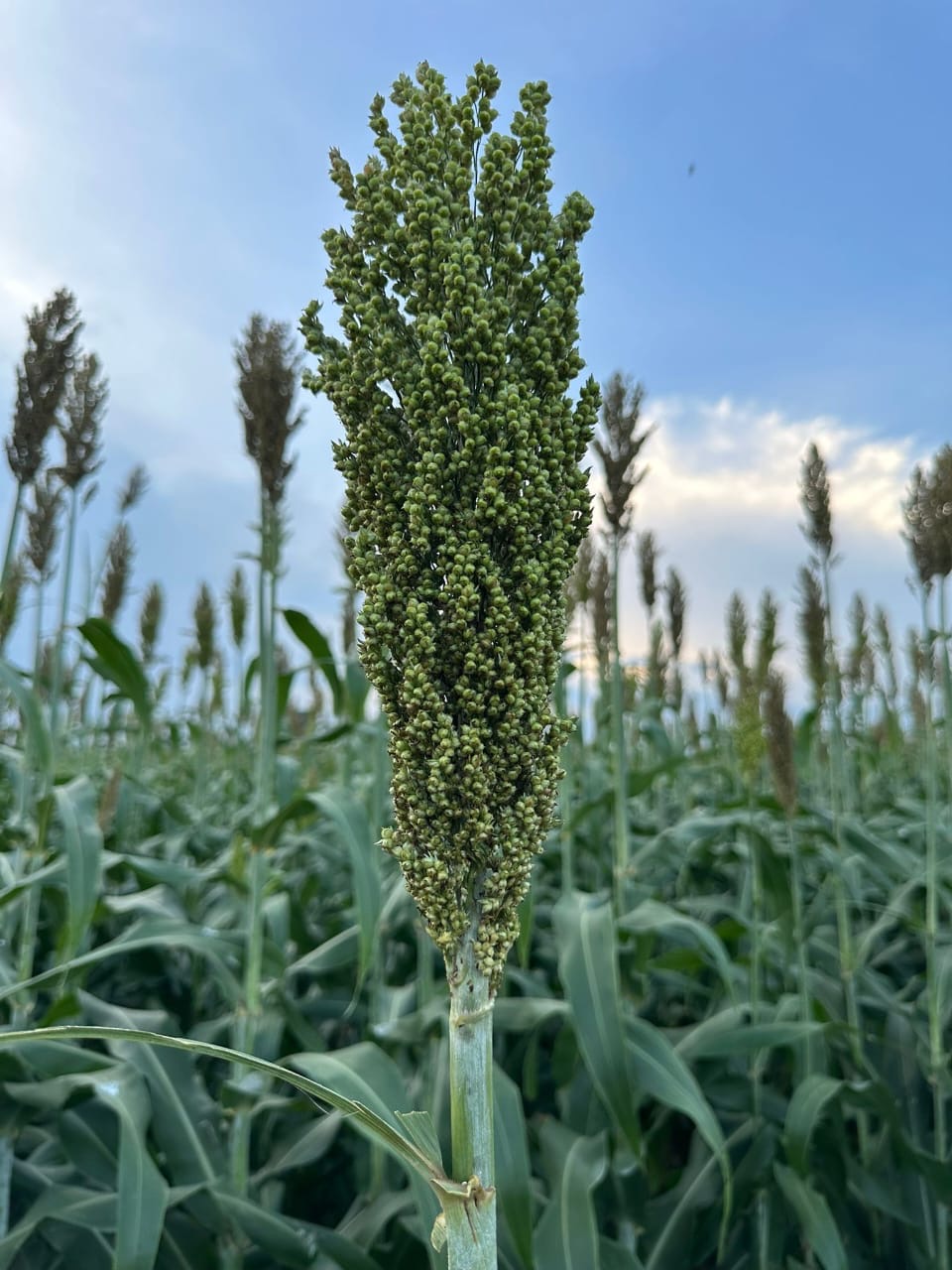 Sustainable Farming Operations