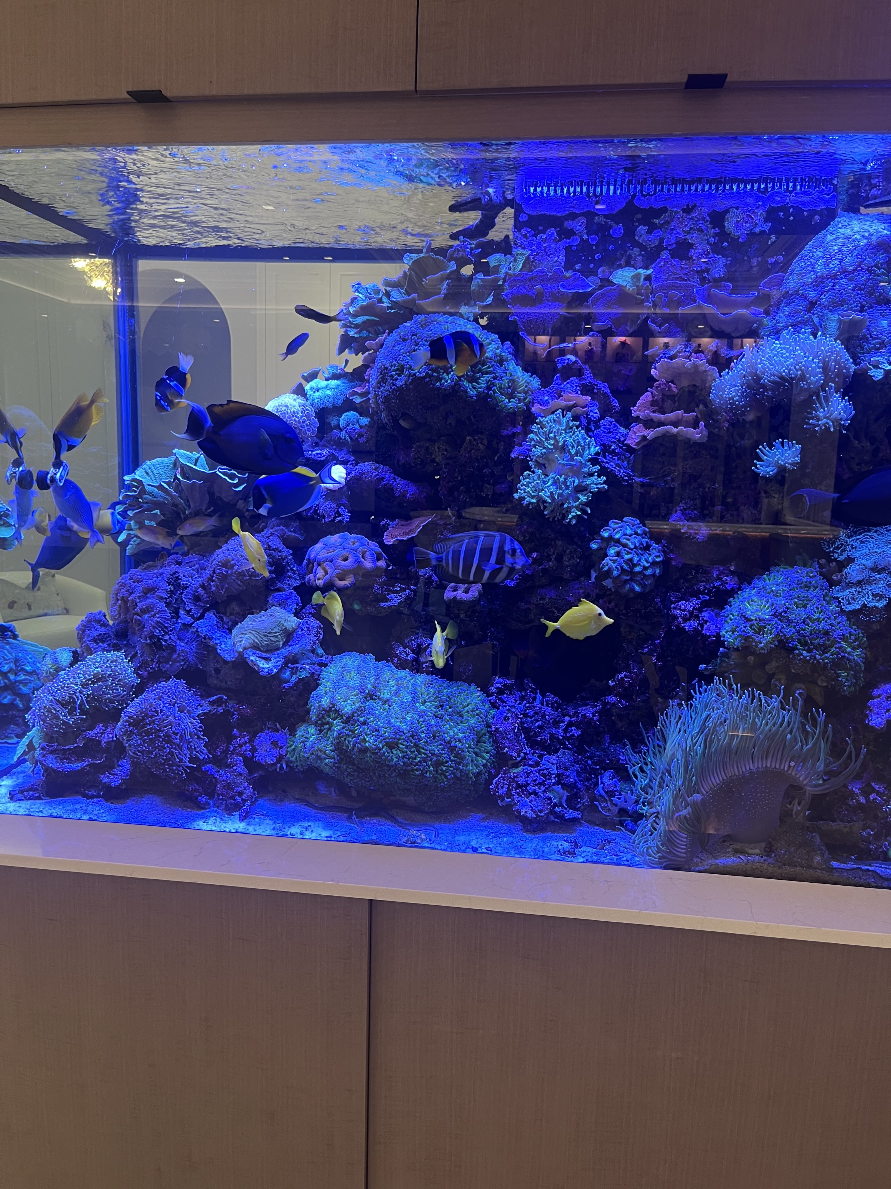 Happy aquarium owners