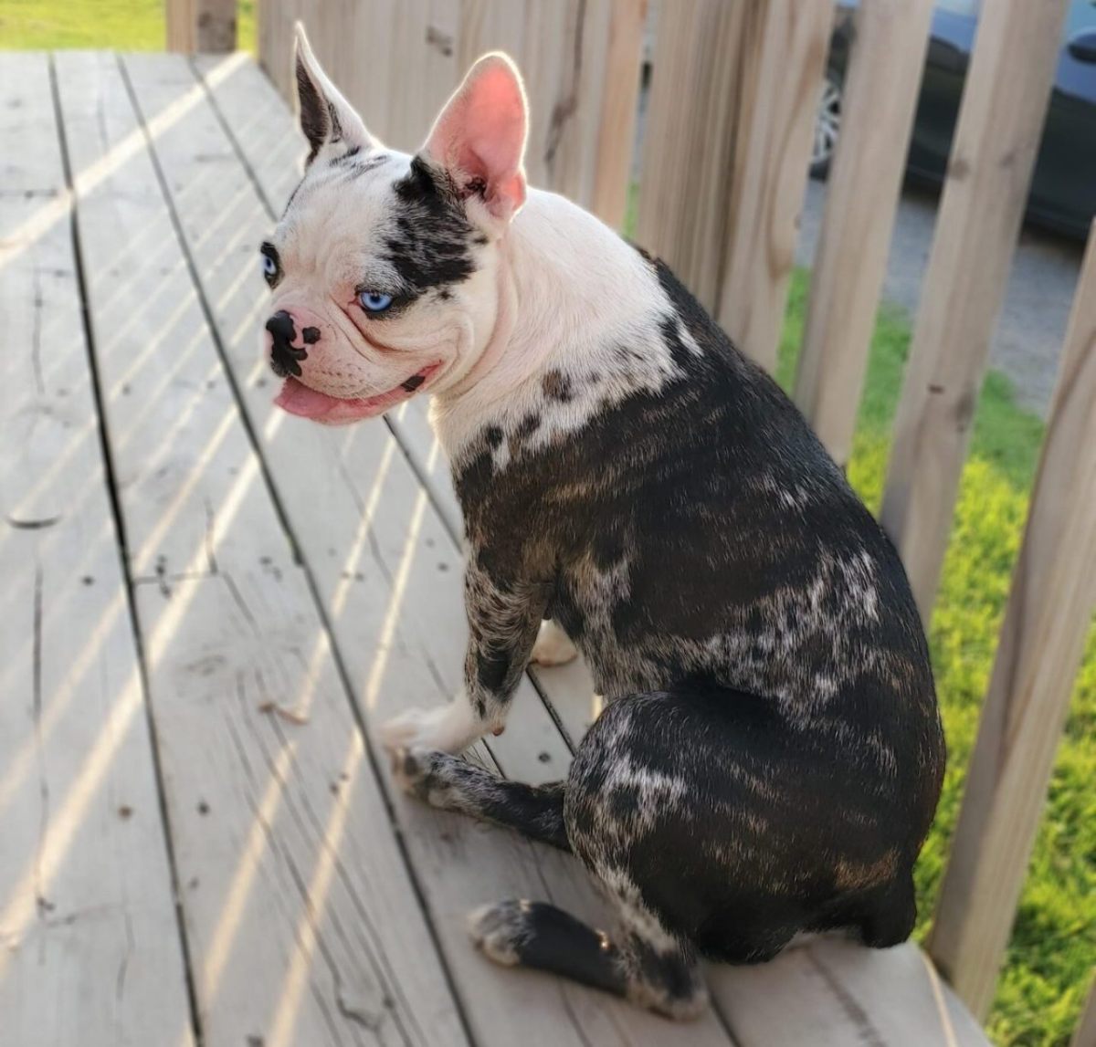 Luna - French Bulldog puppy for sale in Oklahoma
