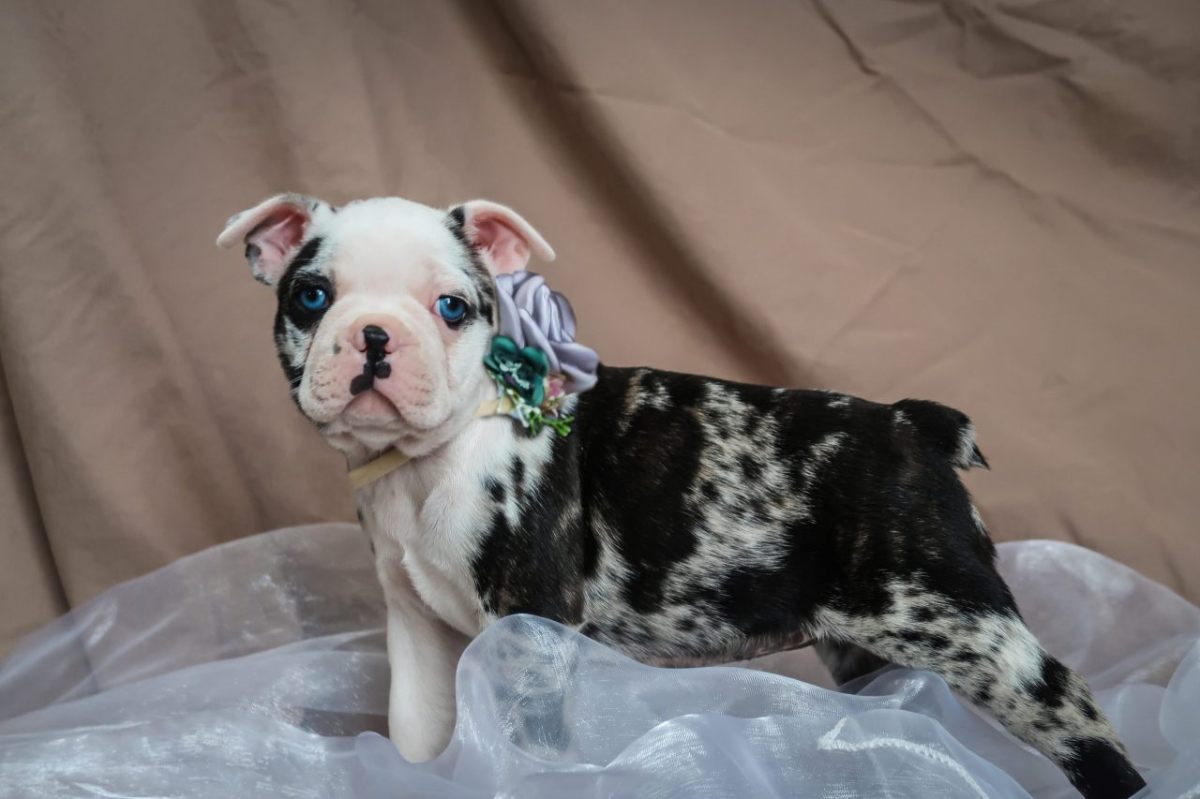 Stella - French Bulldog puppy for sale in Oklahoma