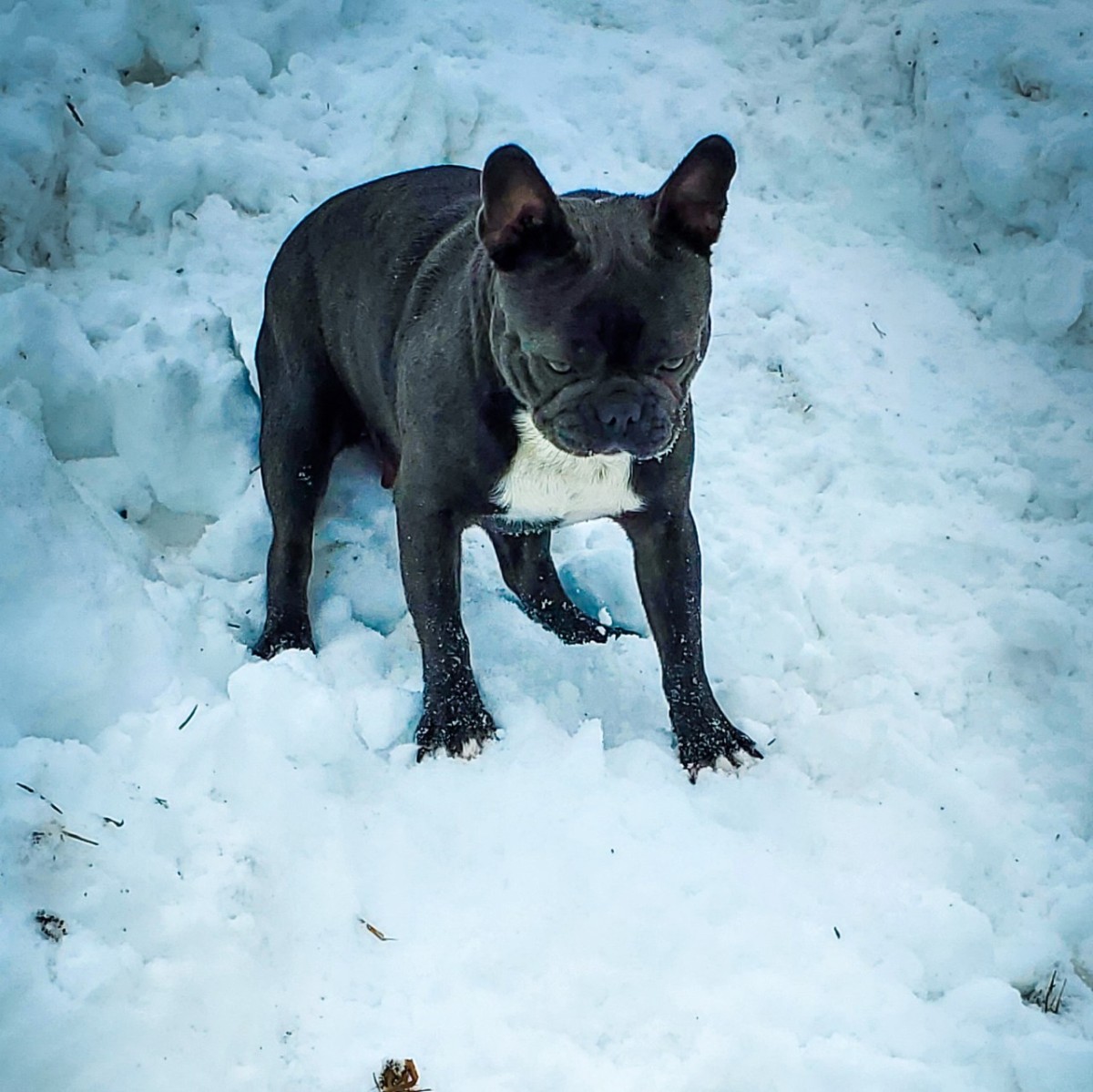 Duke - French Bulldog puppy for sale in Oklahoma