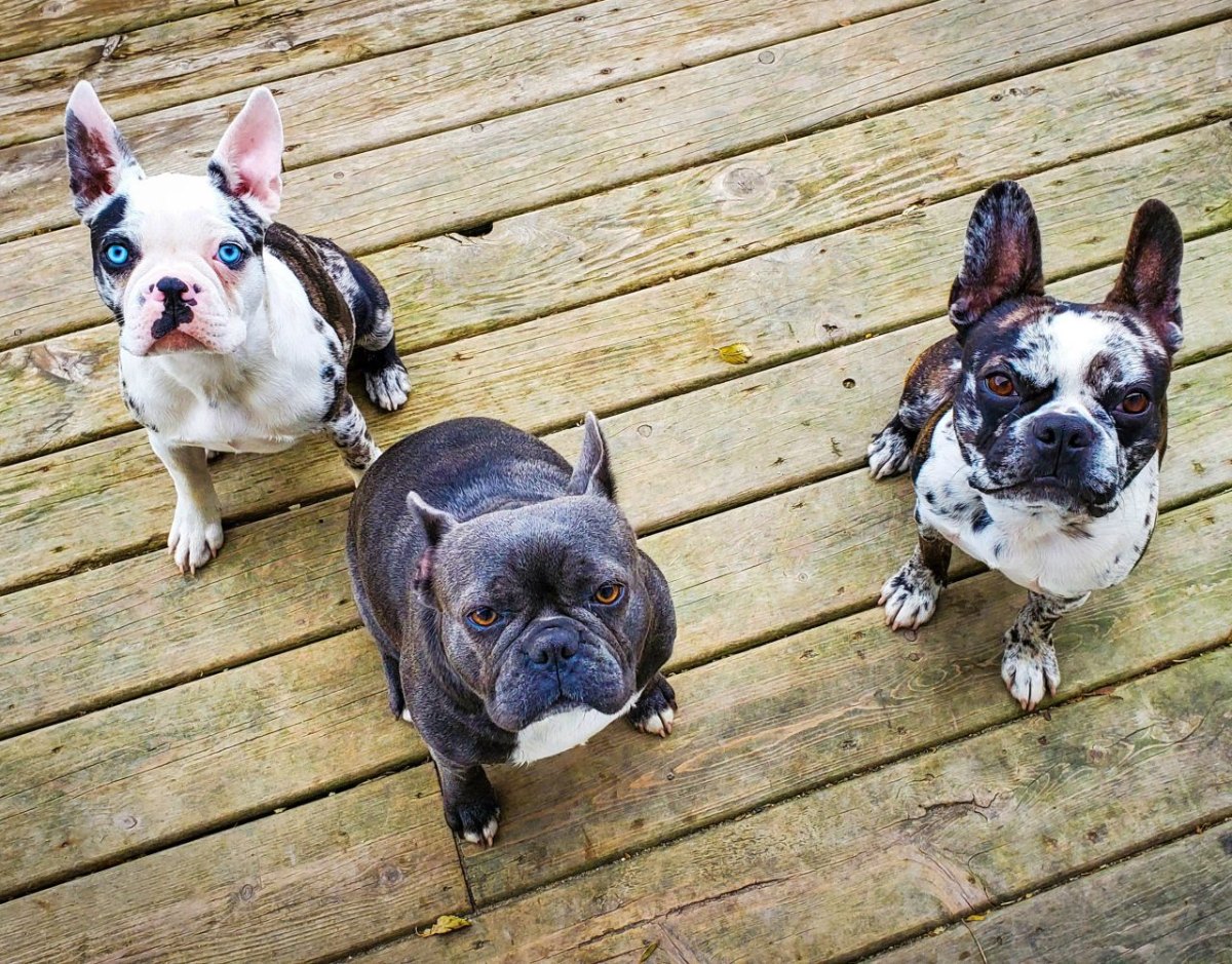 Healthy AKC registered puppies from Frenchton Family Fun Dogs in Oklahoma