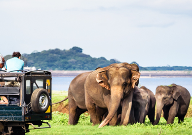 サファリ体験 サファリ体験