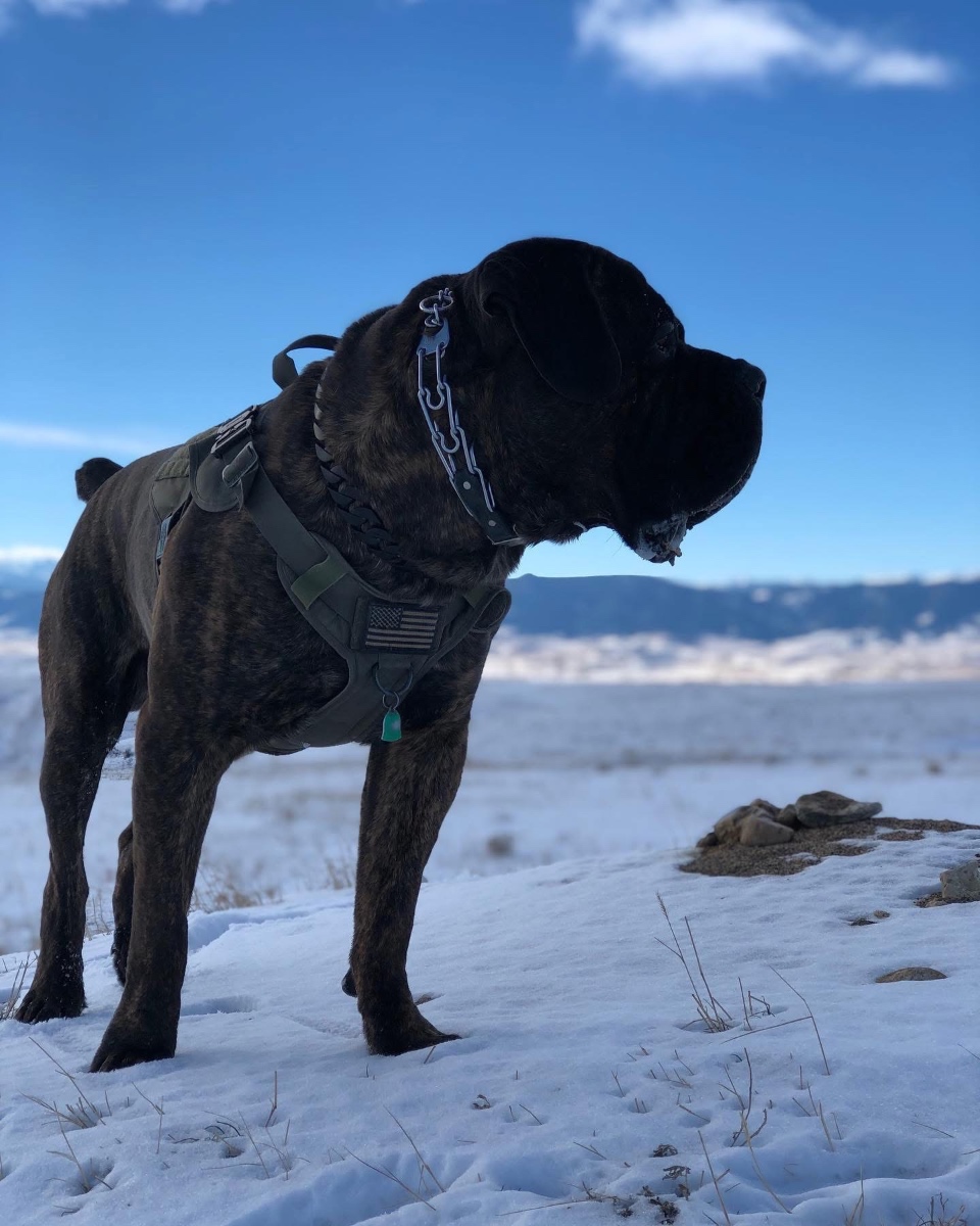 The Real Romulus The real Romulus in his tactical harness, standing in the snow with mountains behind him