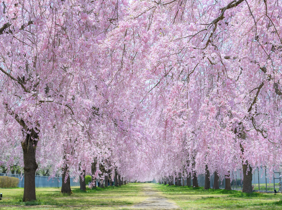 Japan Destinations