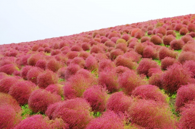 関東ローム層の土壌