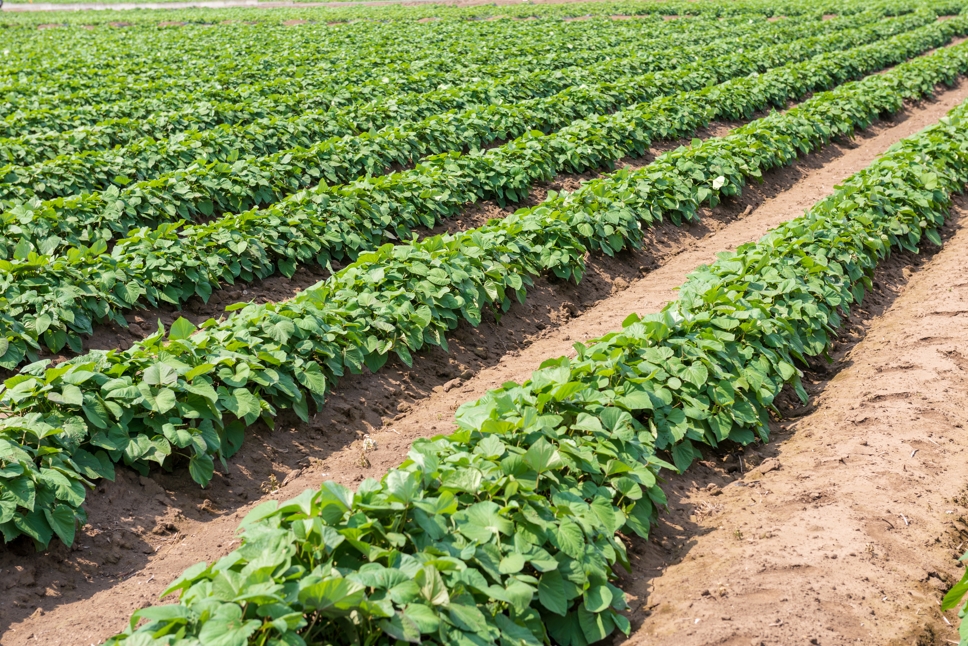 伝統的な干し芋作り