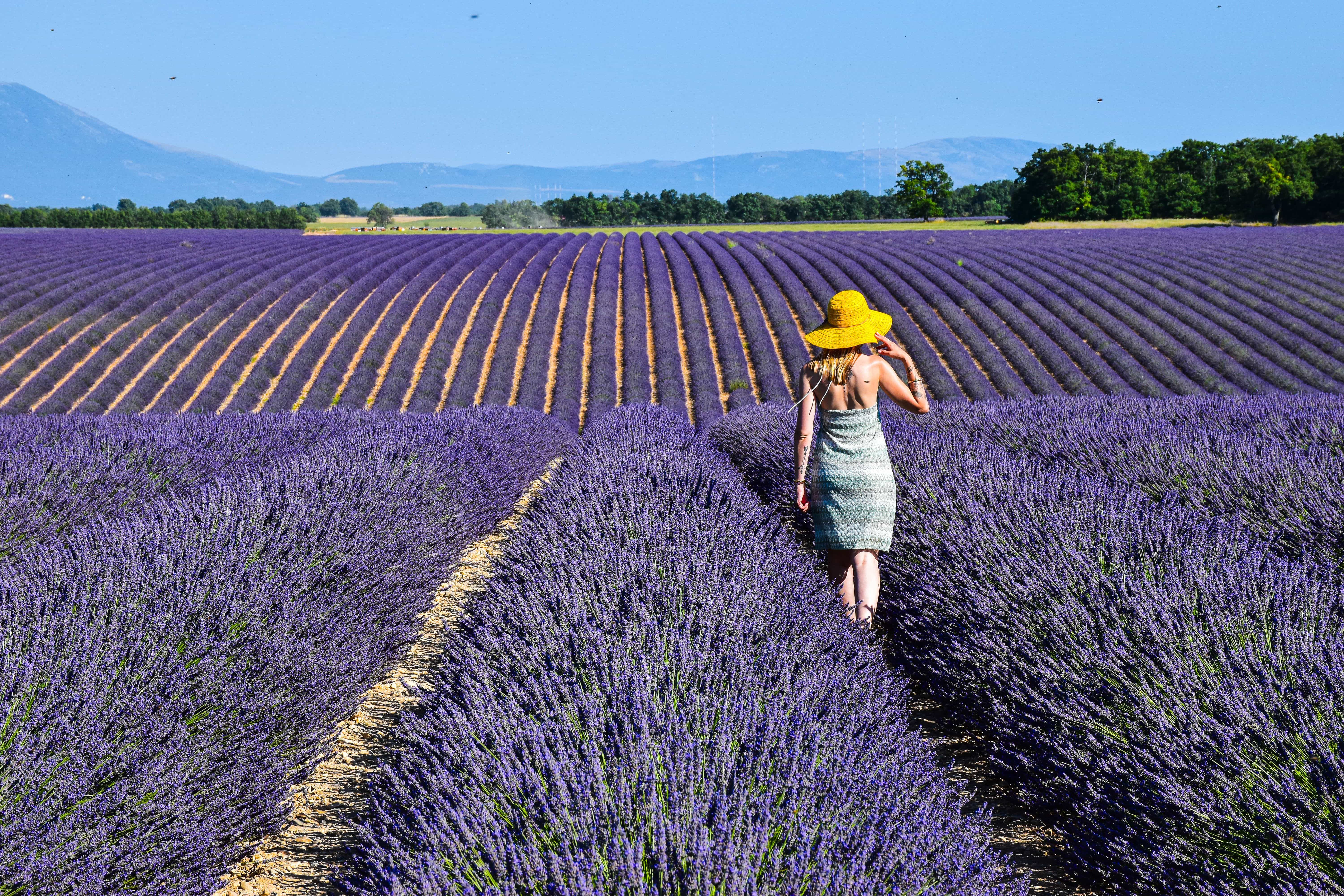 Campos de Lavanda