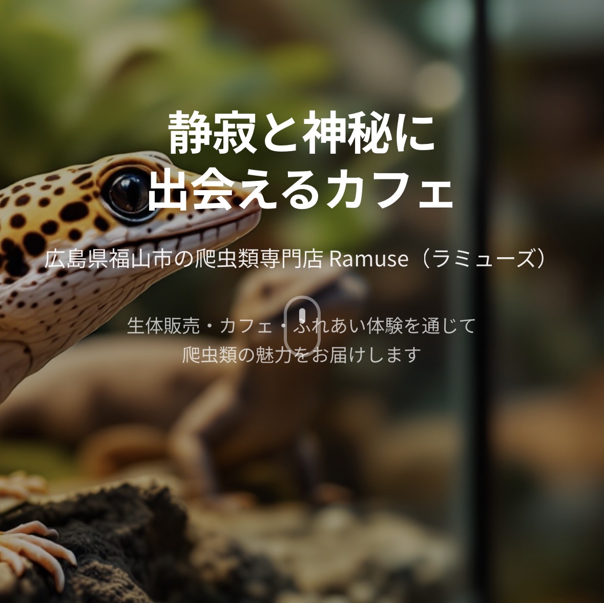 爬虫類カフェ