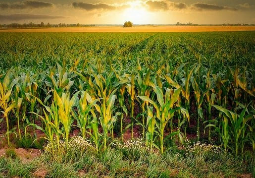 Manejo Fitosanitario del Maíz