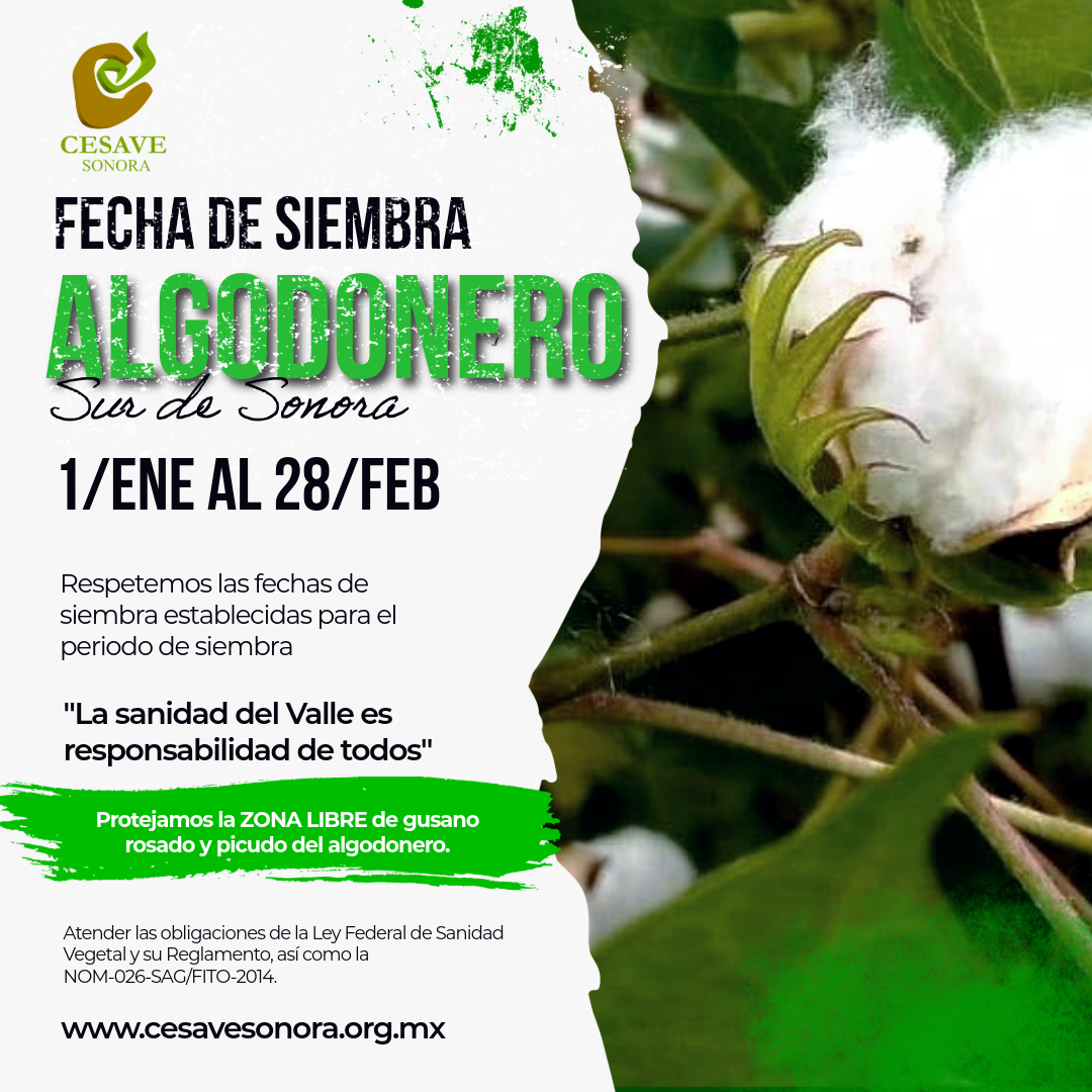 Fecha de Siembra al Algodonero Sur de Sonora - 1 Enero al 28 Febrero