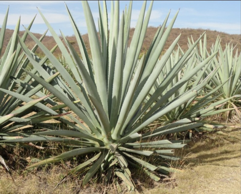 Campaña Contra Plagas Reglamentadas del Agave