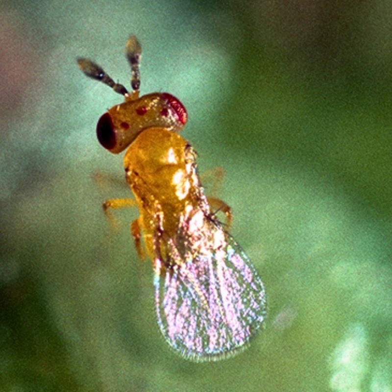 Trichogramma pretiosum
