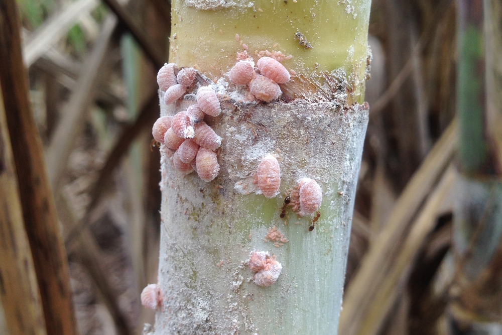 Campaña Contra Cochinilla Rosada