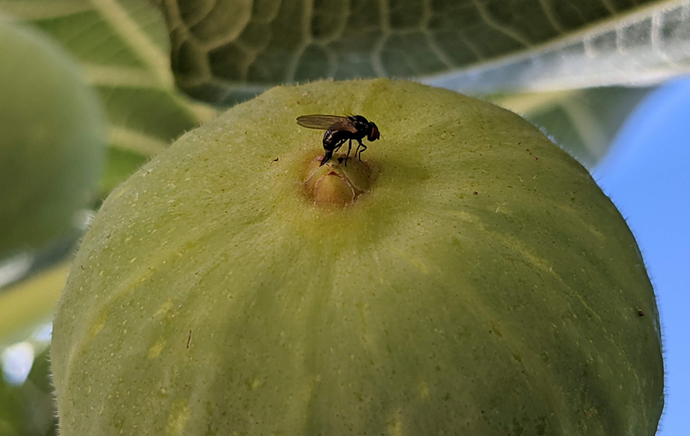 Campaña Contra Mosca del Higo Negro