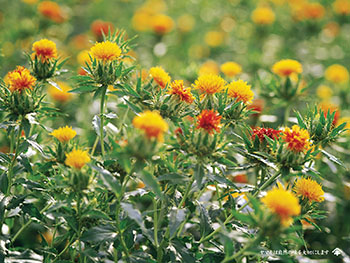 Manejo Fitosanitario del Cártamo