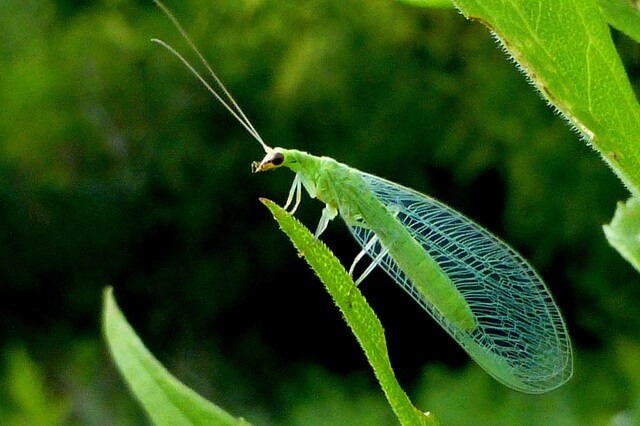 Chrysoperla carnea - Crisopa verde