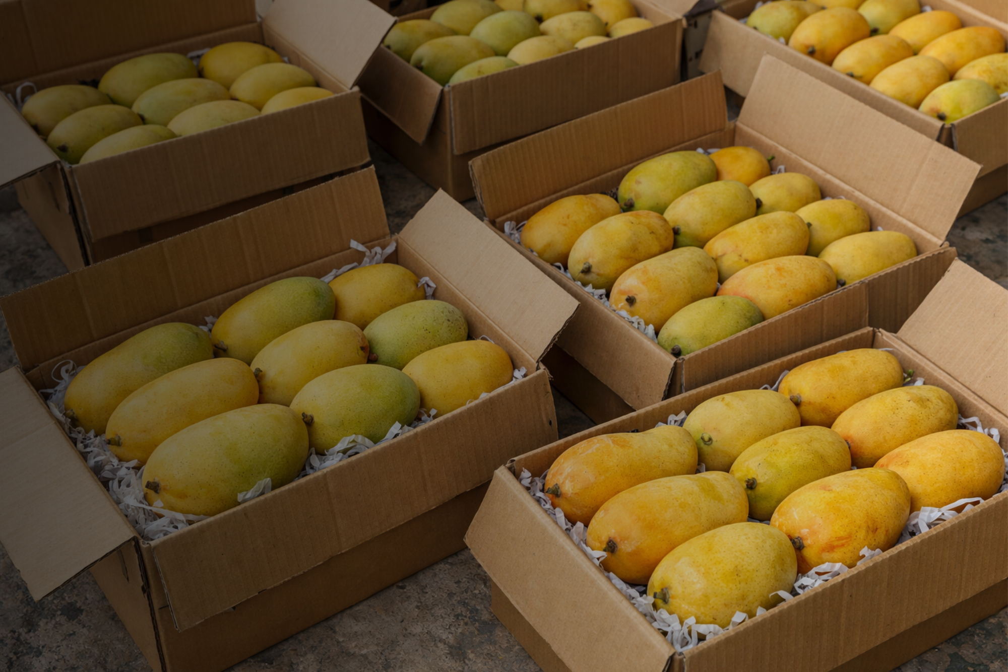 Baghistan wholesale supply