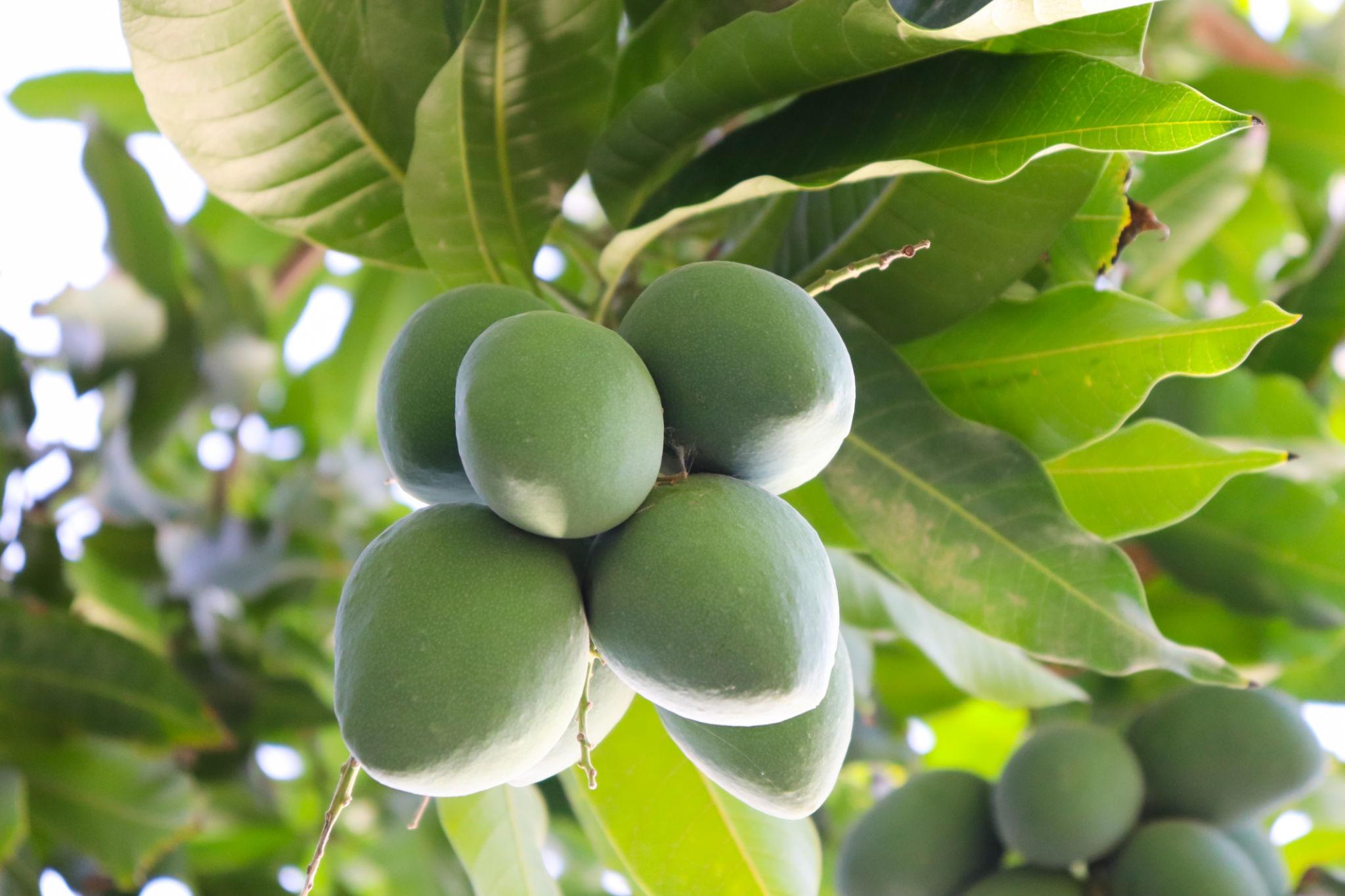 Langra gallery image 2