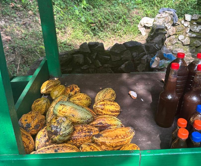 First & Oldest Cocoa Farm in Ghana – Ghana tour destination with Eli-Way Tourism and Car Rentals