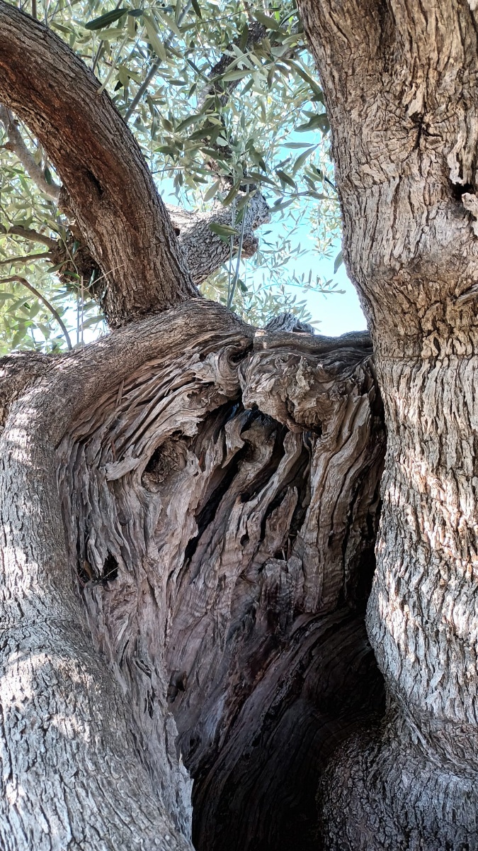 Giornata Nazionale dell'Albero 2025 - L'ulivo come speranza di pace