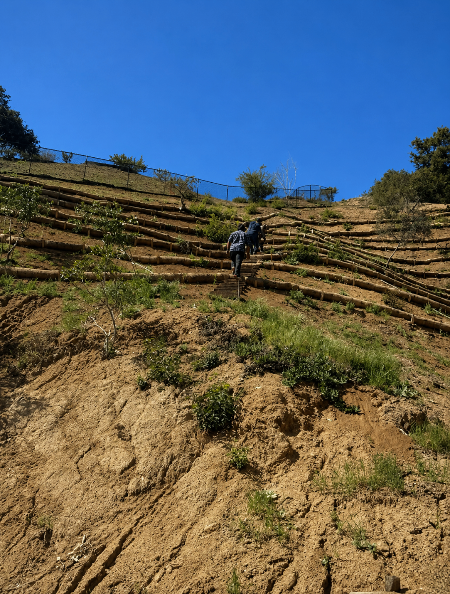 Beverly Hills Hillside Restoration