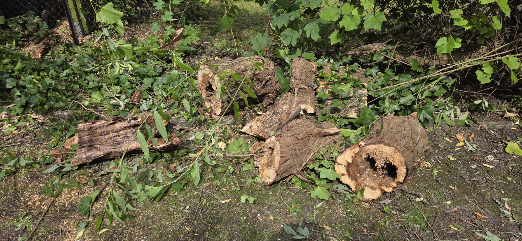 Baumfällung & Beseitigung - Bild 2