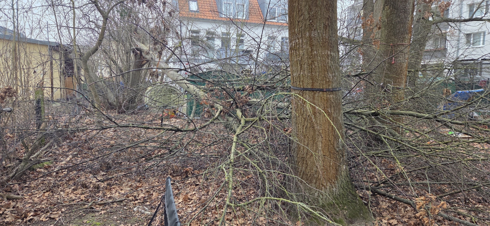 Baumfällung & Beseitigung - Bild 1