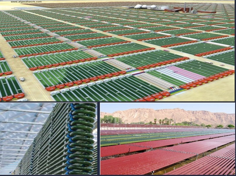 Algae Cultivation