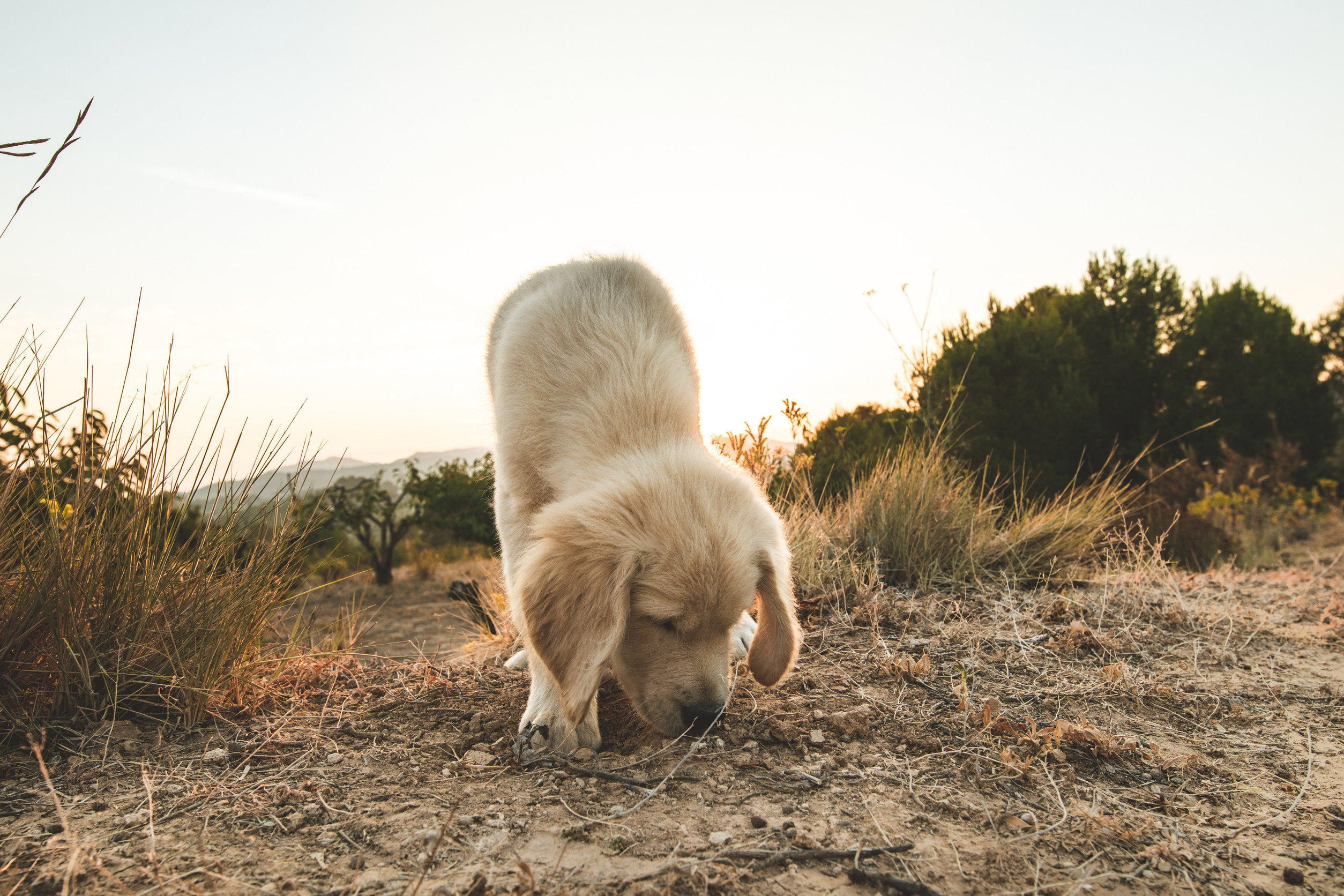 Initiation mantrailing / pistage ludique