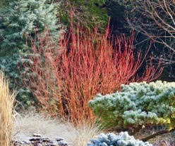 Your Winter Garden