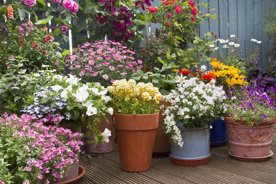Container Gardening