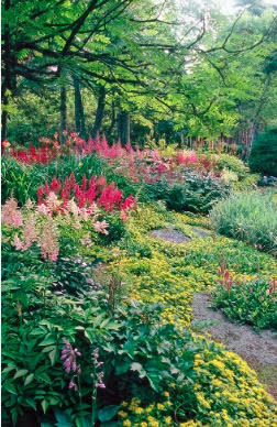 Serene Shade Gardens
