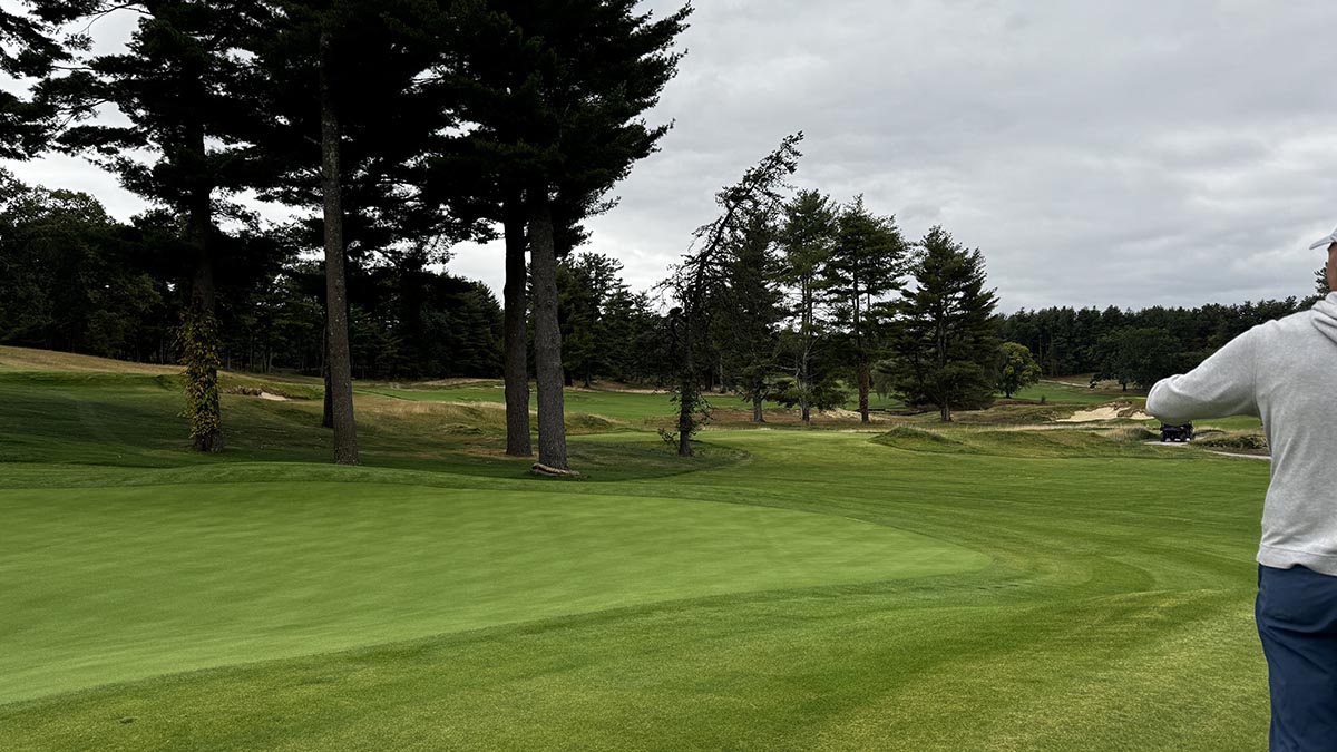 The famed Wizard Hat tree between 15th and 16th holes