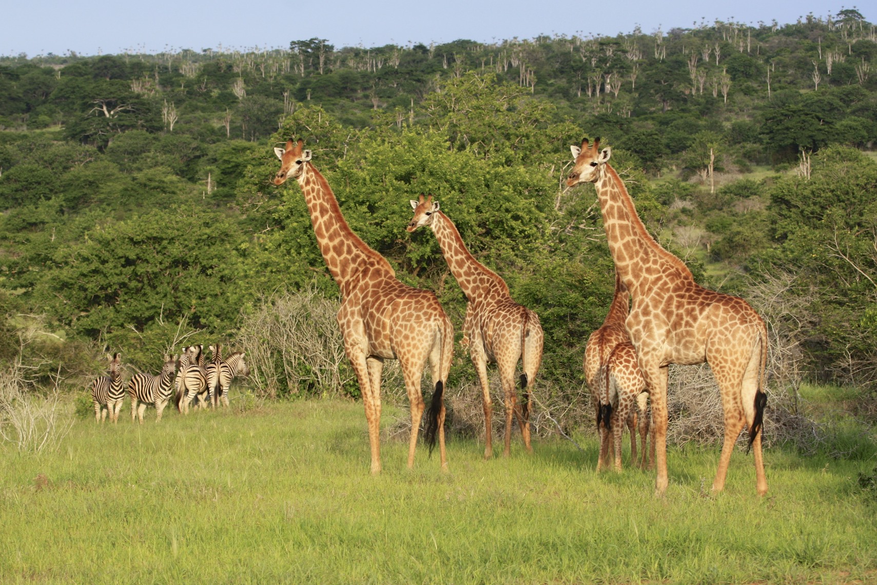Safari em Angola